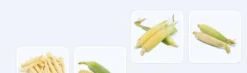 Bắp